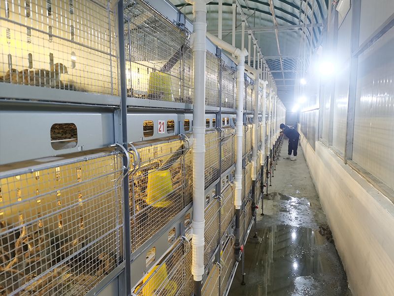 層疊式自動化養殖設備